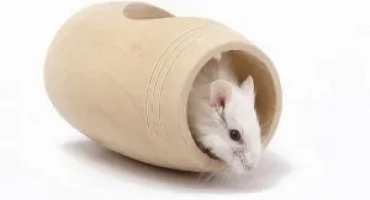 Как да направите играчки за хамстери със собствените си ръце